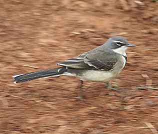 Kapstelze, Motacilla capensis